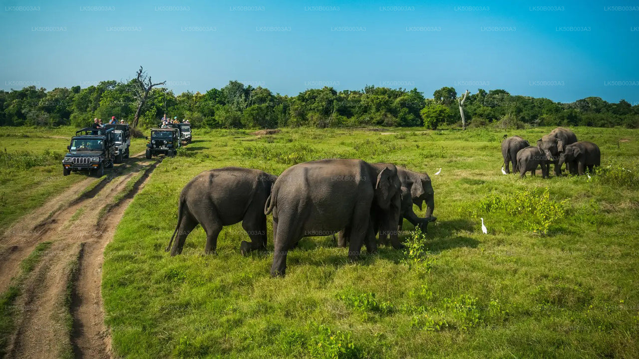 Soukromé safari národního parku Minneriya