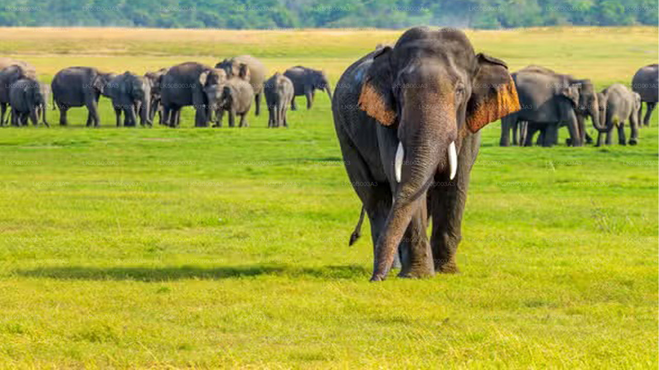 Soukromé safari národního parku Minneriya