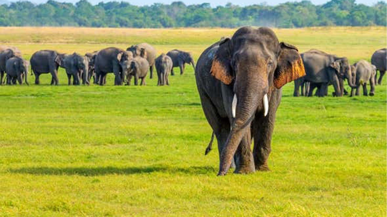 Safari národního parku Minneriya ze Sigiriya