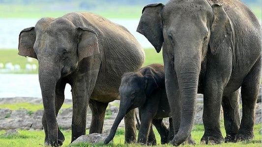 Safari národního parku Minneriya ze Sigiriya
