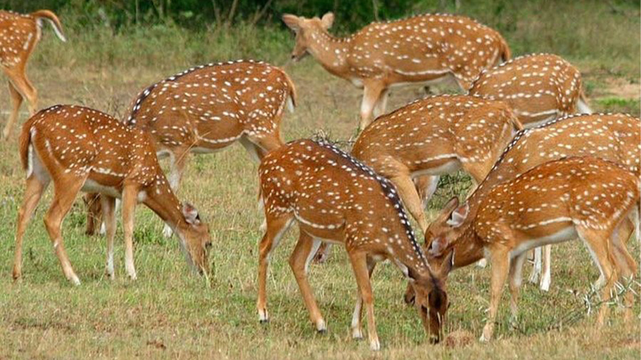 Safari národního parku Minneriya ze Sigiriya