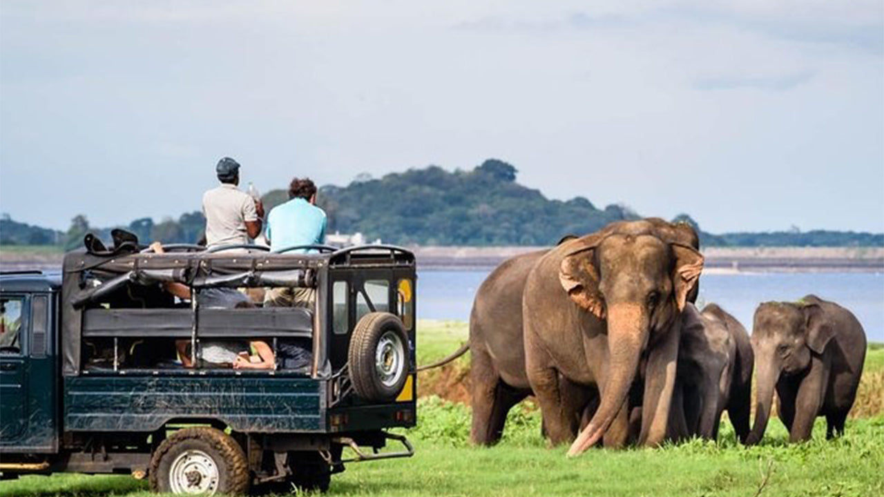 Safari národního parku Minneriya ze Sigiriya