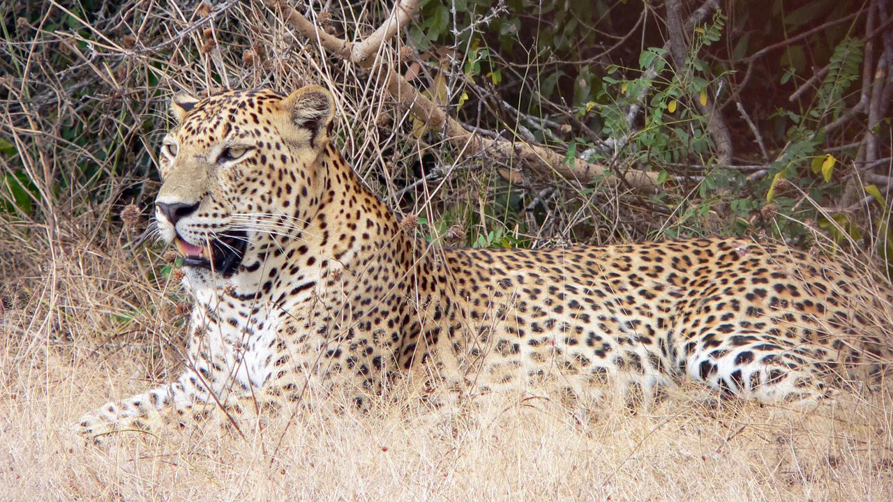Soukromé safari v národním parku Yala
