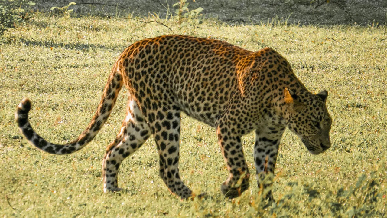Soukromé safari v národním parku Yala