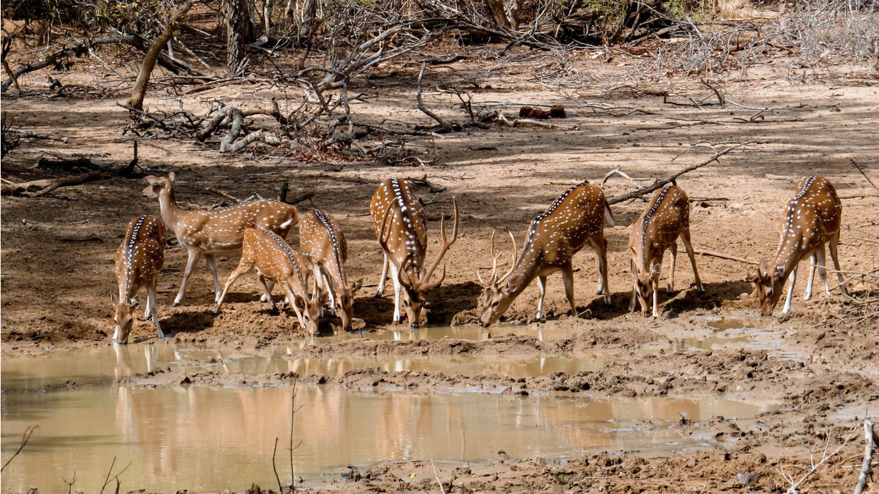 Soukromé safari v národním parku Yala