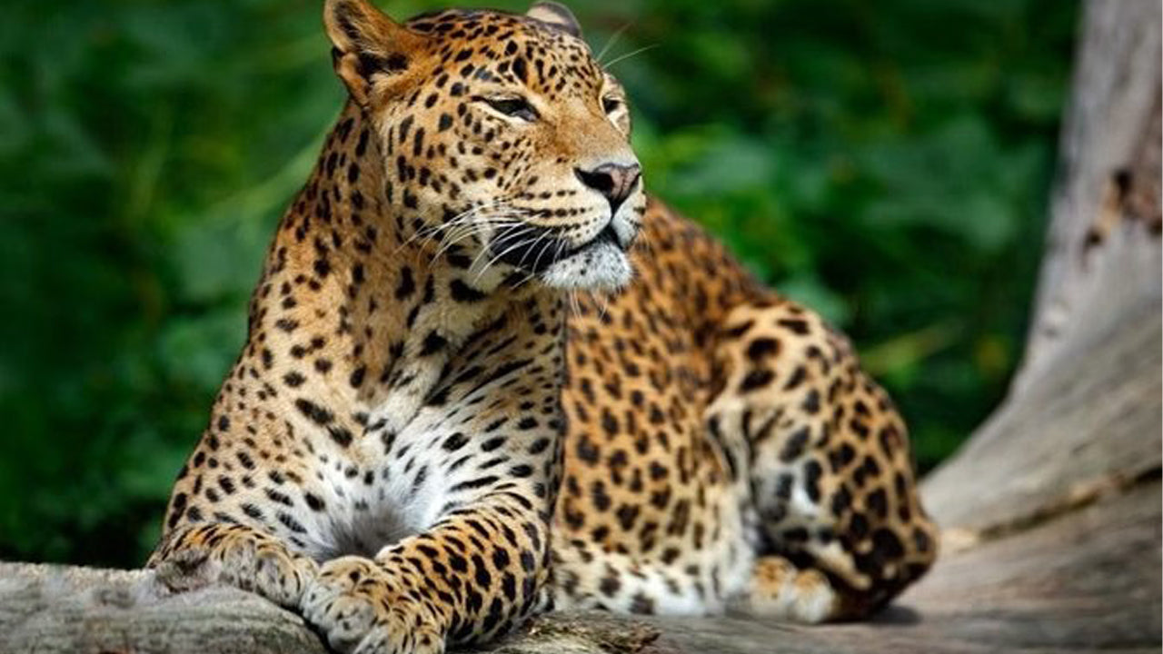 Soukromé safari v národním parku Yala
