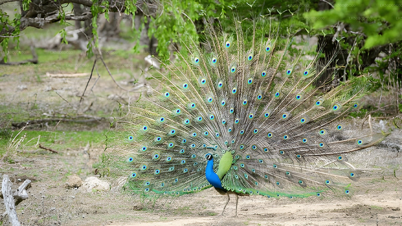 Soukromé safari národního parku Kaudulla ze Sigiriya