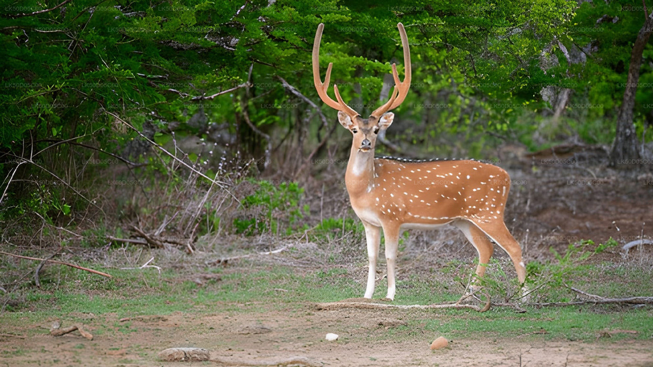Soukromé safari národního parku Kaudulla ze Sigiriya