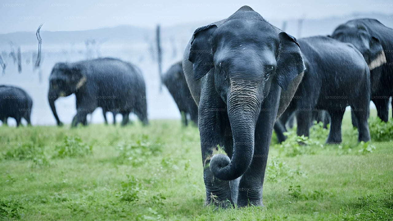 Soukromé safari národního parku Kaudulla ze Sigiriya