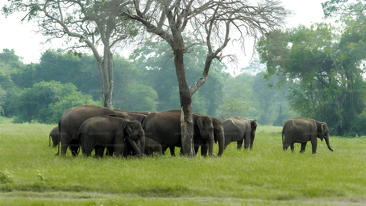 Soukromé safari národního parku Kaudulla ze Sigiriya