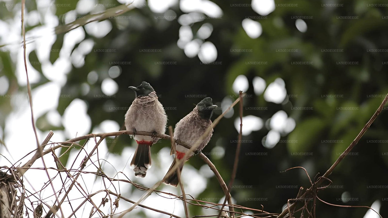 Hurulu Eco Park Private Safari