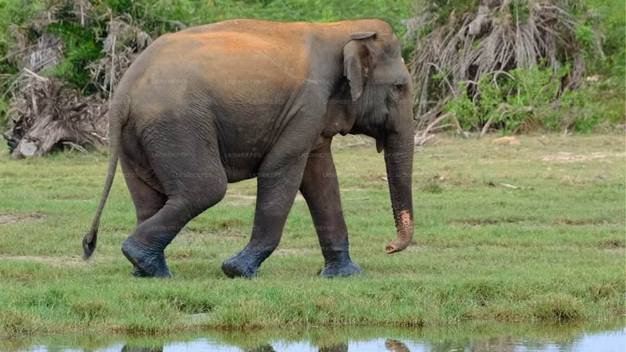 Bundala National Park Private Safari