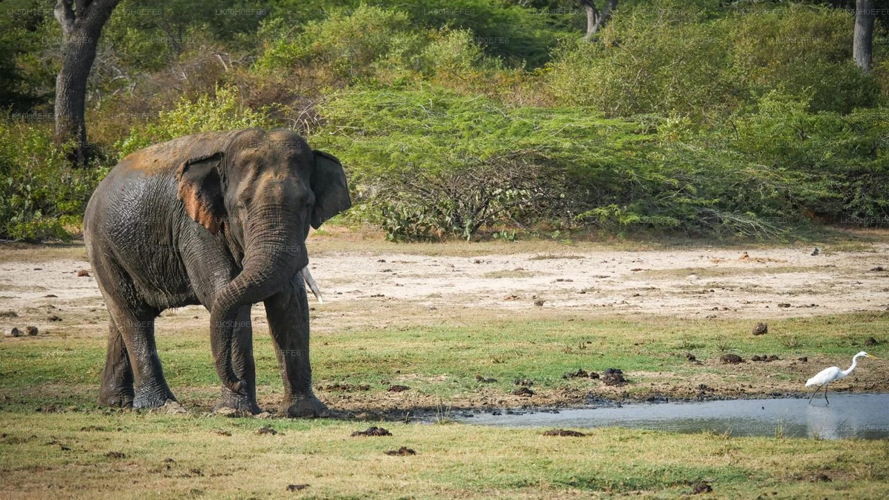 Bundala National Park Private Safari