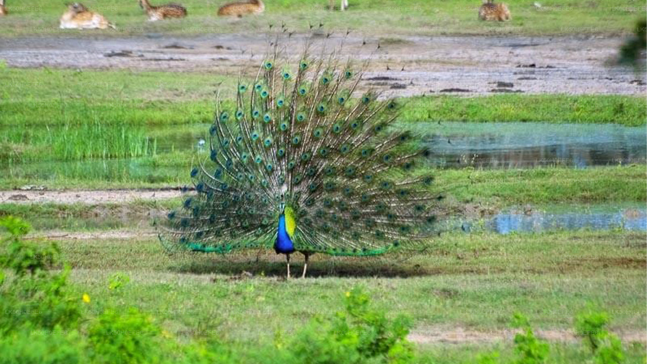 Bundala National Park Private Safari