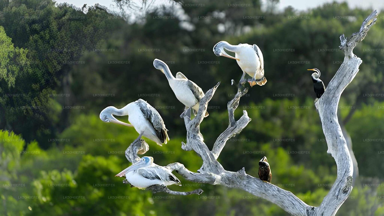Bundala National Park Private Safari
