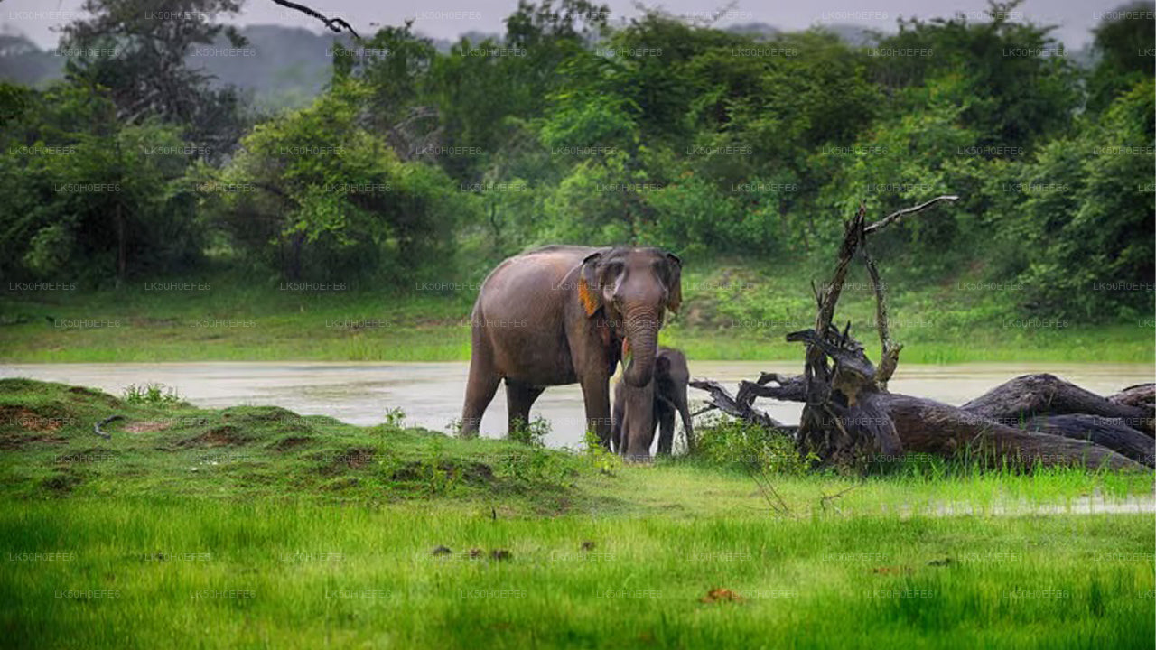 Bundala National Park Private Safari