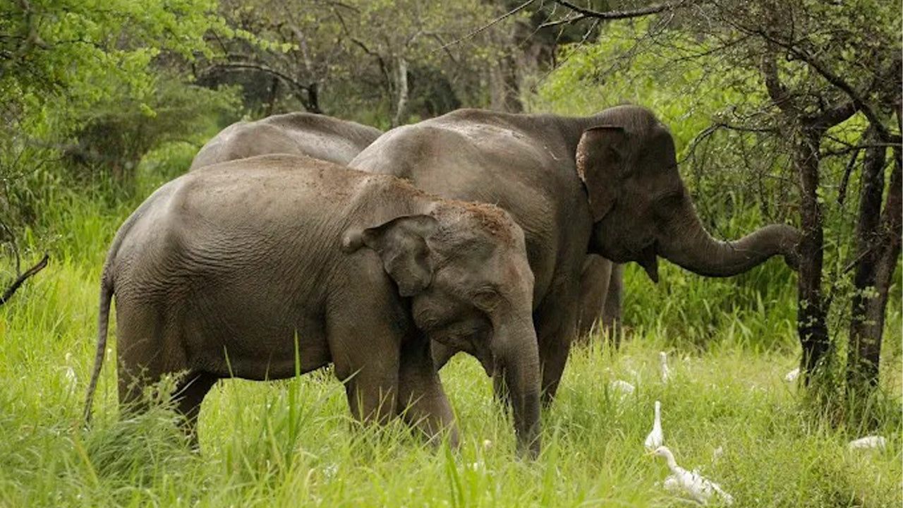 Soukromé safari v národním parku Wasgamuwa