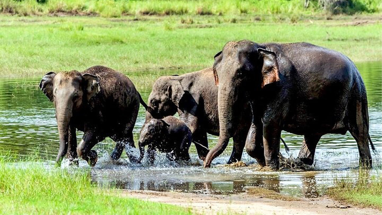 Soukromé safari v národním parku Wasgamuwa
