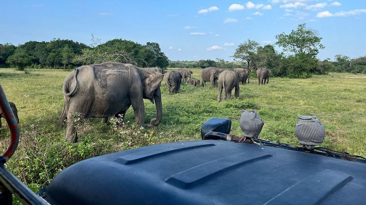 Soukromé safari v národním parku Wasgamuwa