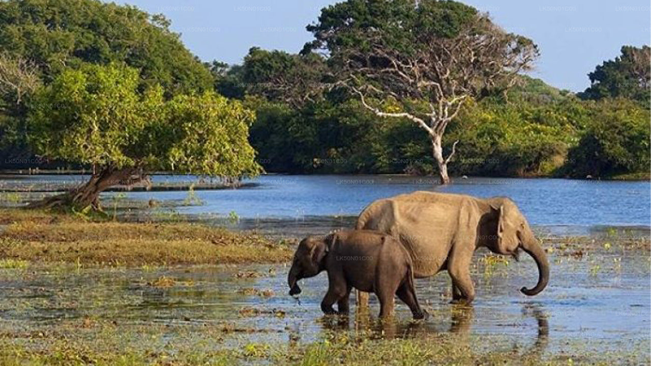 Soukromé safari národního parku Maduru Oya s přírodovědcem