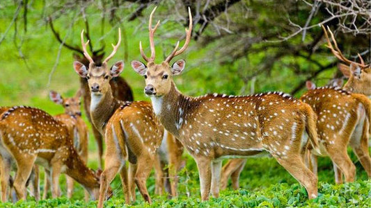 Soukromé safari národního parku Maduru Oya s přírodovědcem