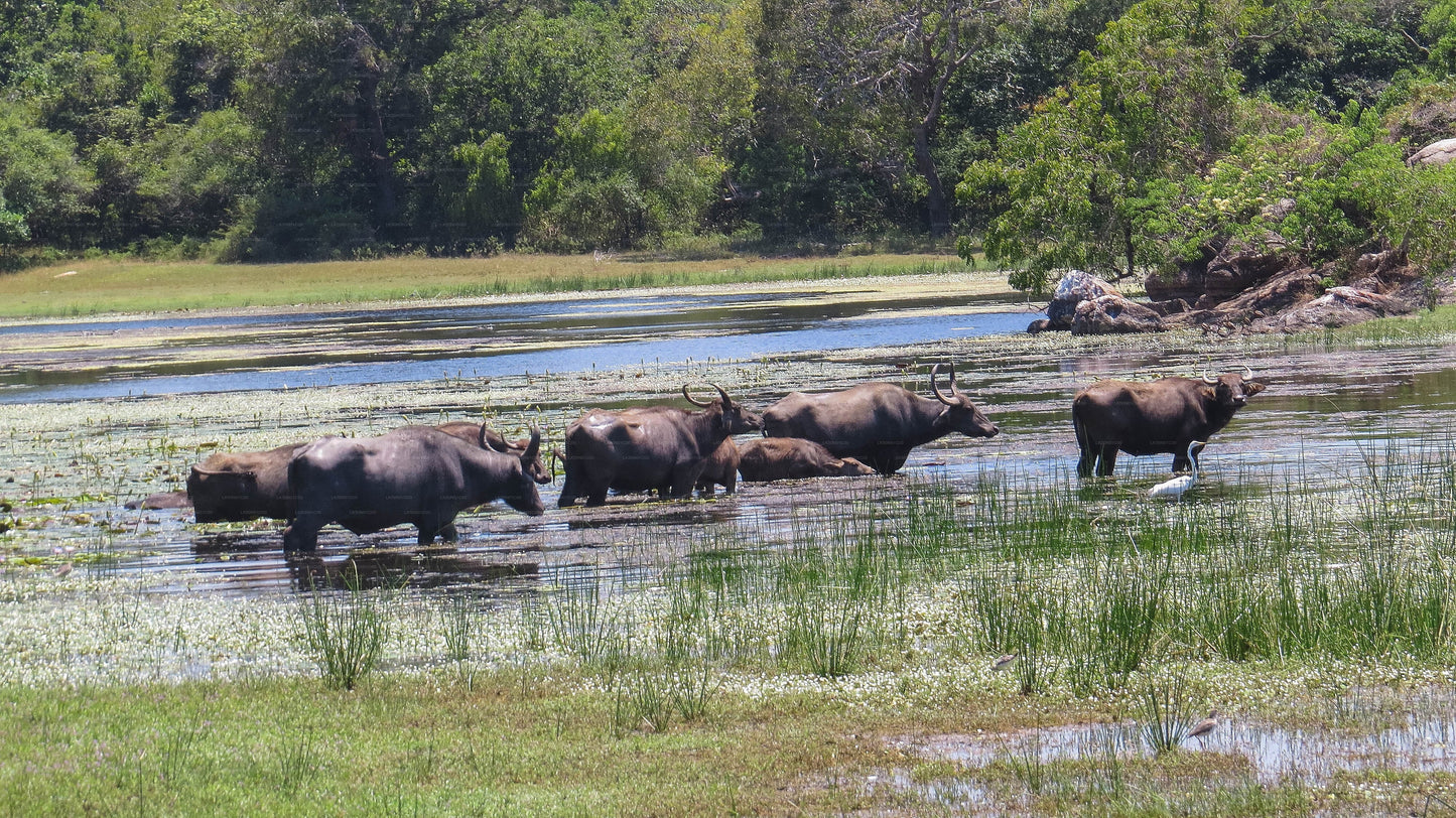 Soukromé safari národního parku Maduru Oya s přírodovědcem
