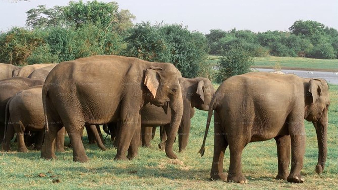 Soukromé safari národního parku Maduru Oya s přírodovědcem