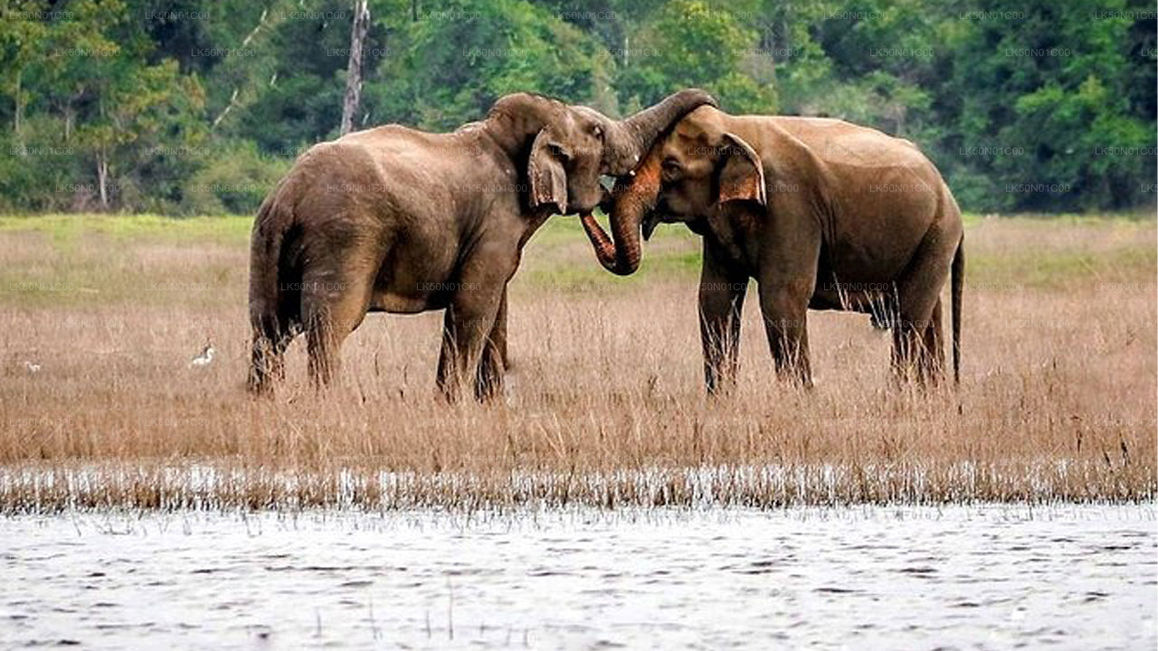 Soukromé safari národního parku Maduru Oya s přírodovědcem