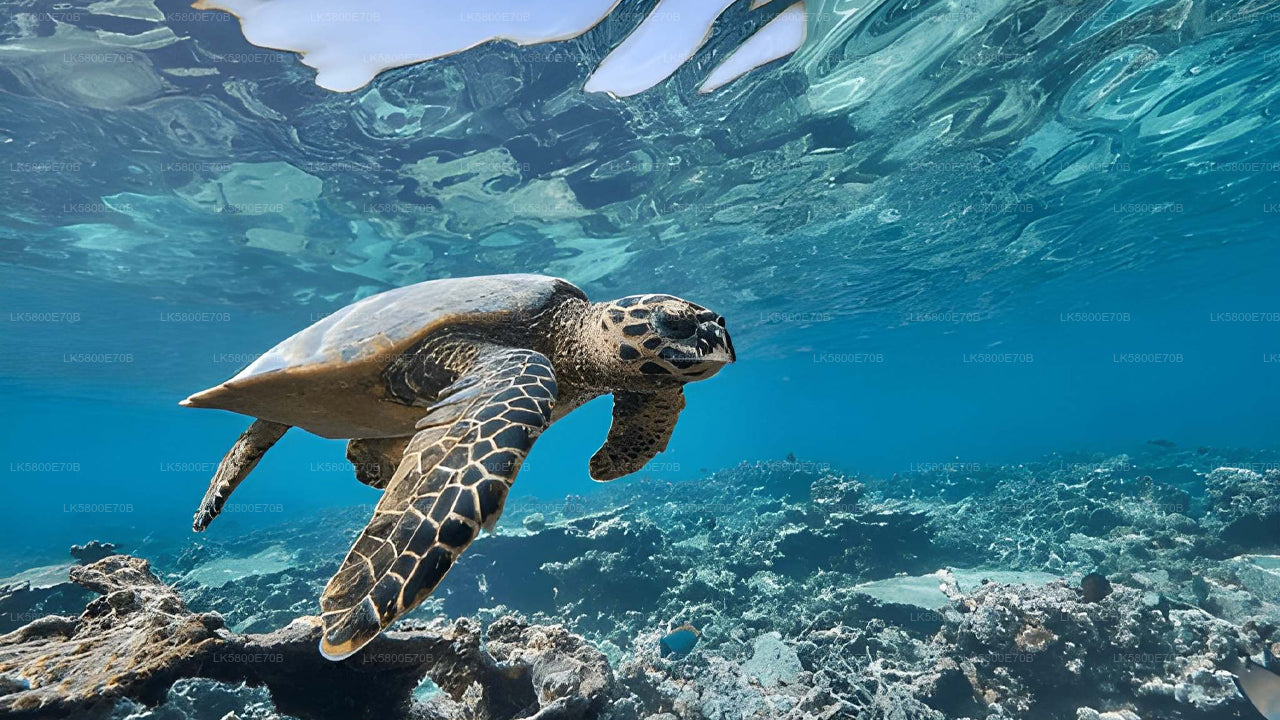 Šnorchlování s mořskými želvami z Hikkaduwy