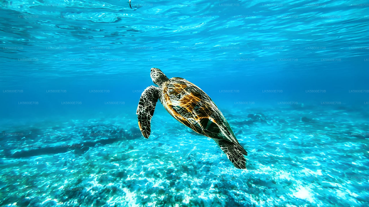 Šnorchlování s mořskými želvami z Hikkaduwy