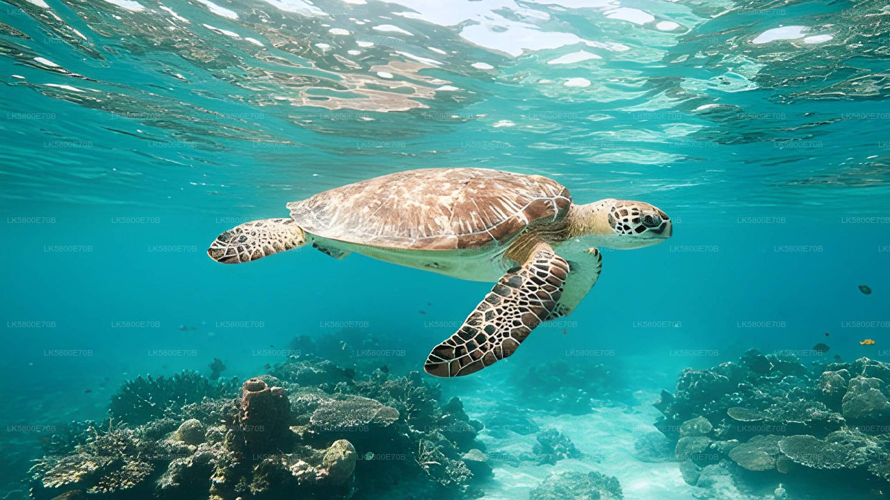 Šnorchlování s mořskými želvami z Hikkaduwy