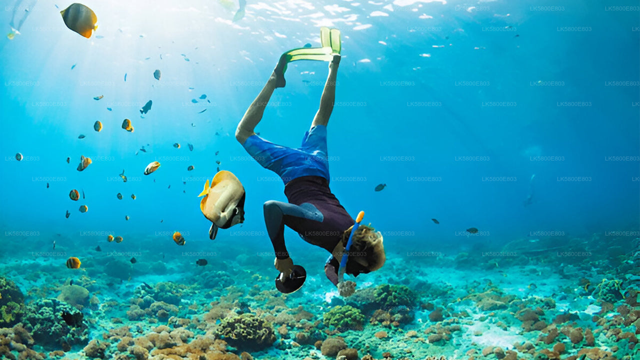Snorkeling at Pigeon Island from Trincomalee