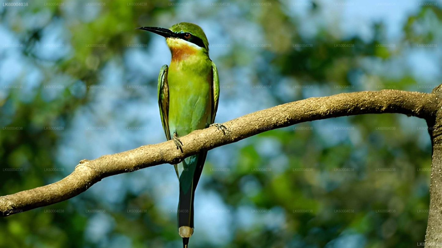 Maduru Oya National Park Private Safari from Pasikuda