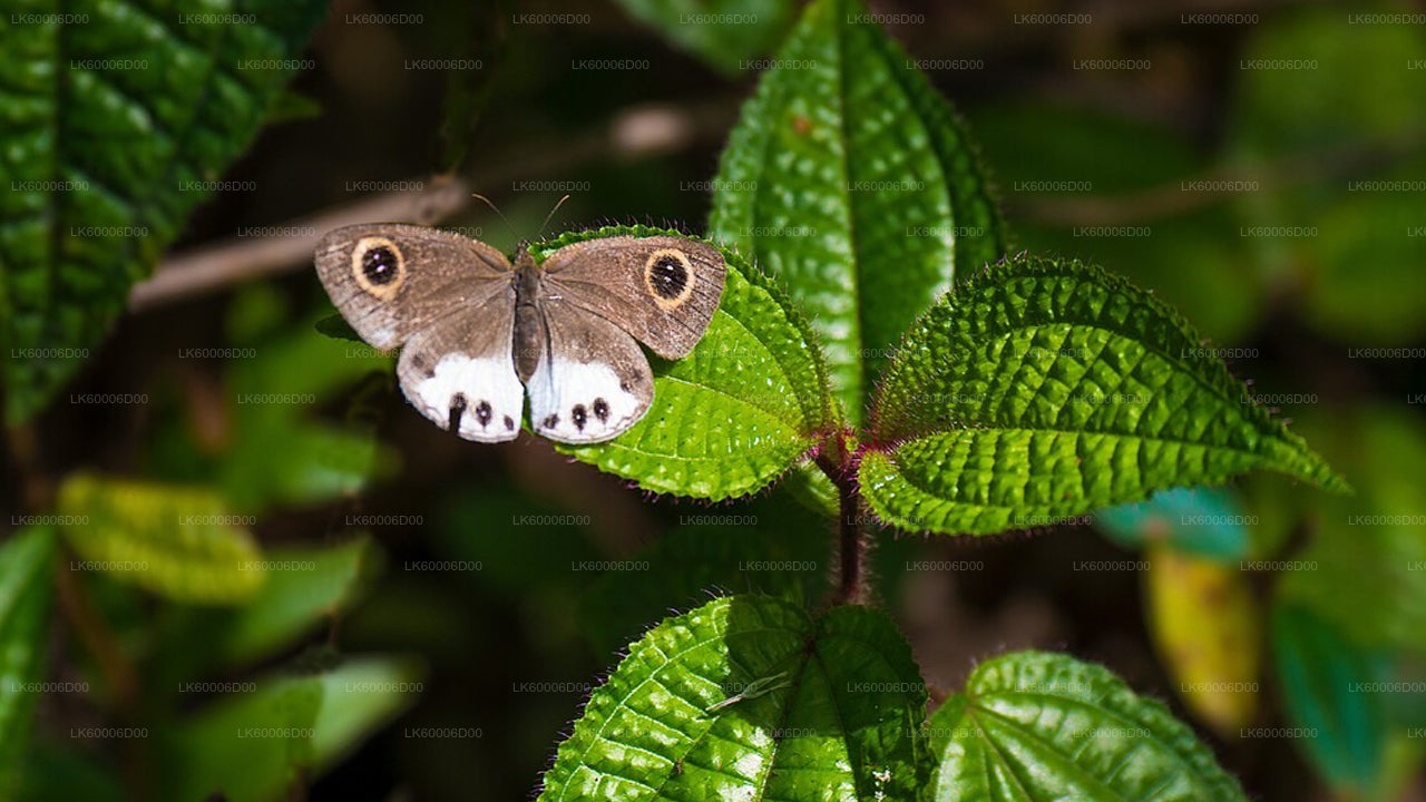 Prohlídka deštného pralesa Sinharaja s průvodcem z Kosgody