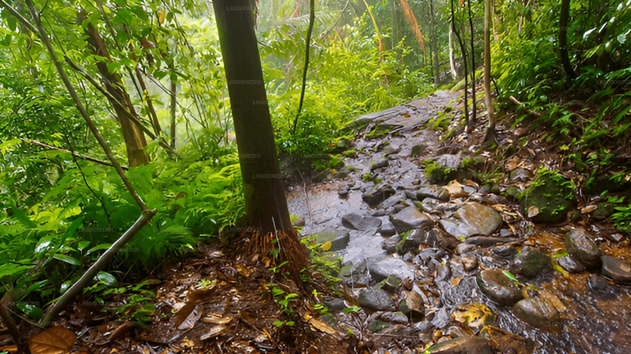 Prohlídka deštného pralesa Sinharaja s průvodcem z Kosgody