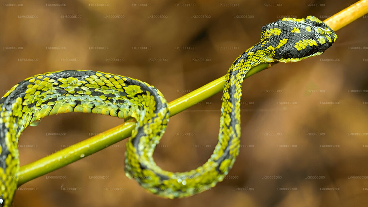 Prohlídka deštného pralesa Sinharaja s průvodcem z Kosgody