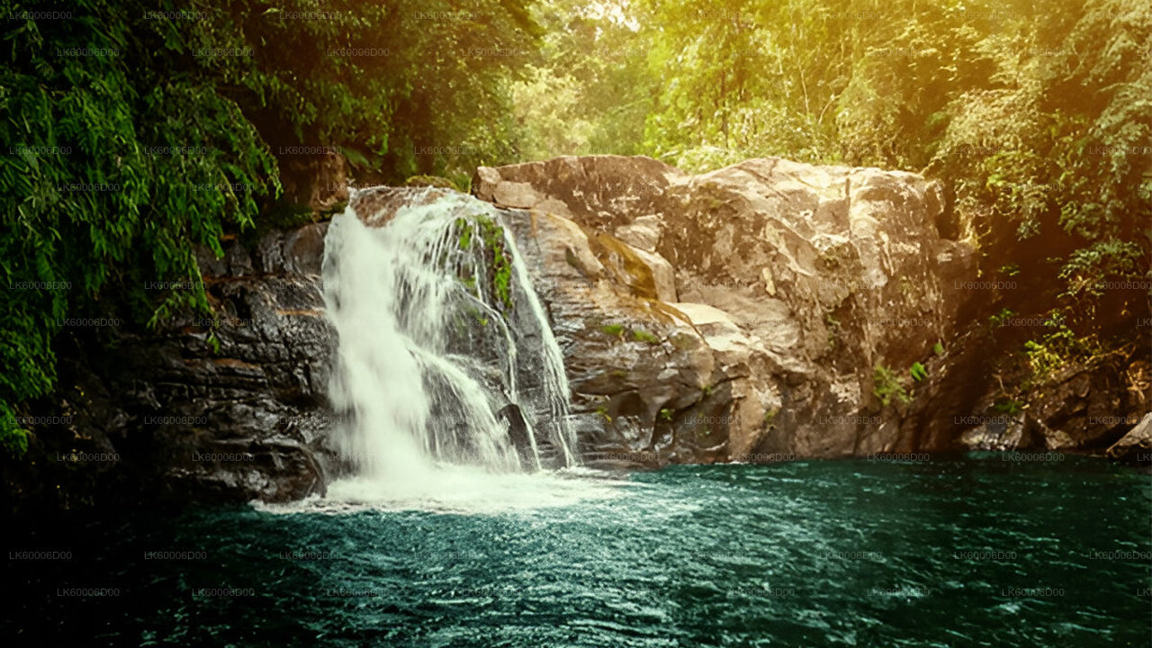 Prohlídka deštného pralesa Sinharaja s průvodcem z Kosgody