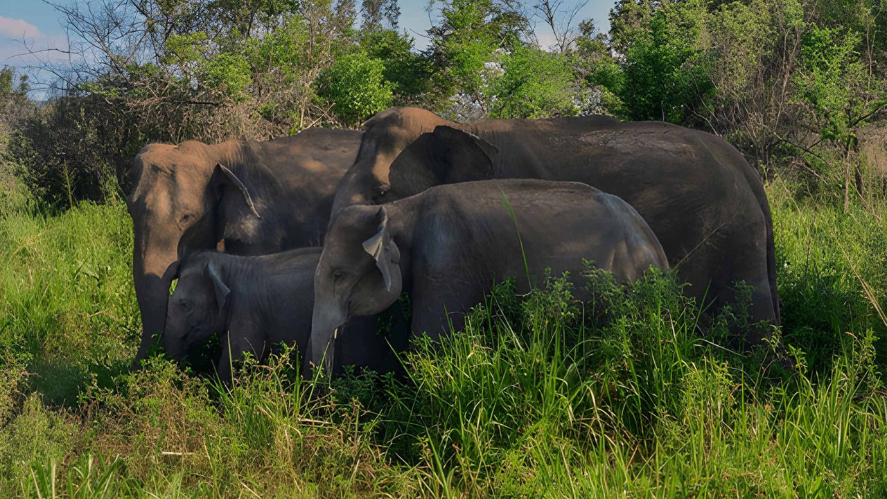 Sigiriya Rock, Village Experience a Wildlife Safari z Pasikudy