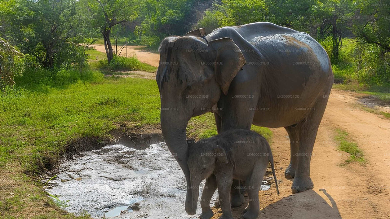Sigiriya Rock, Village Experience a Wildlife Safari z Pasikudy