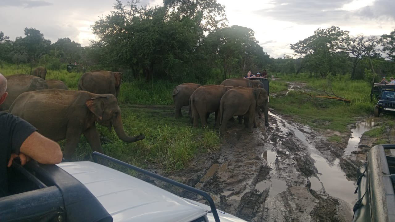 Polonnaruwa Heritage a Hurulu Eco Park Safari z Pasikudy