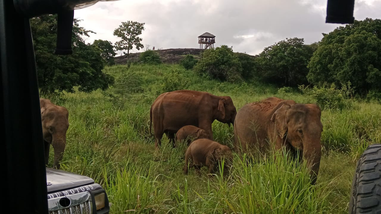 Polonnaruwa Heritage a Hurulu Eco Park Safari z Pasikudy