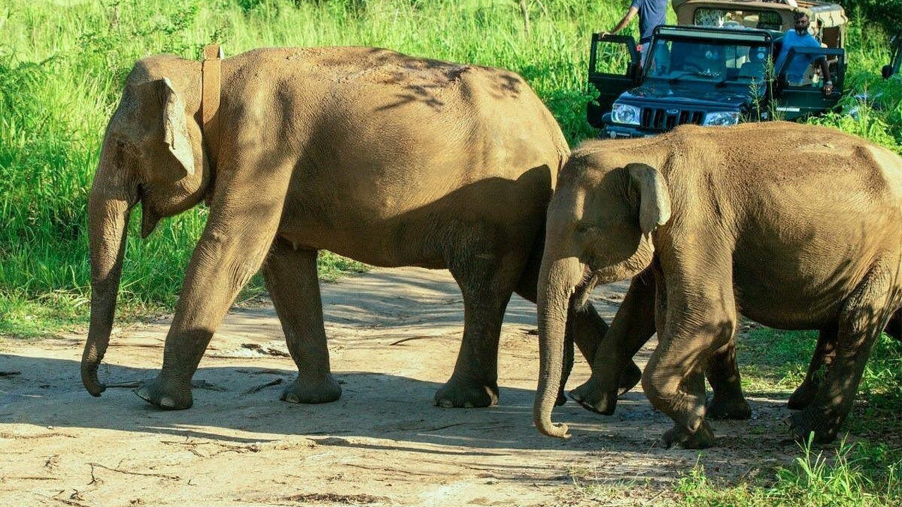 Polonnaruwa Heritage a Hurulu Eco Park Safari z Pasikudy