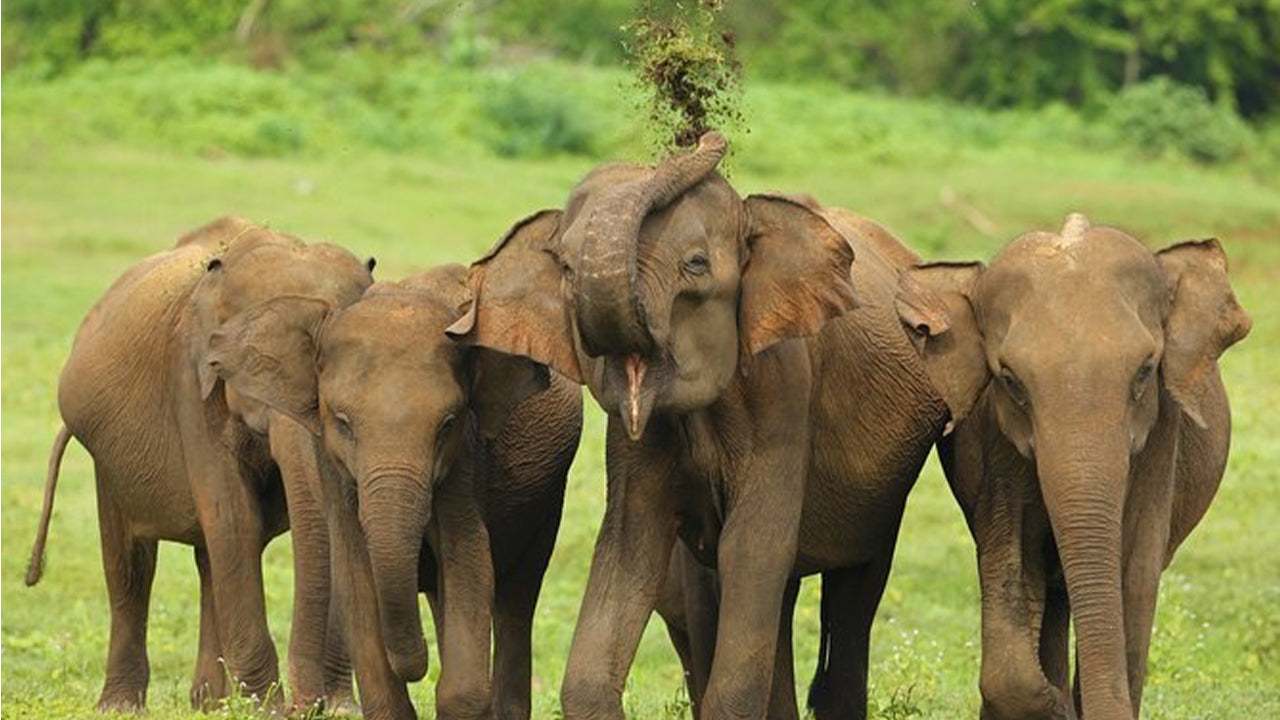 Safari národního parku Udawalawe z Ahangamy