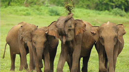 Safari národního parku Udawalawe z Ahangamy