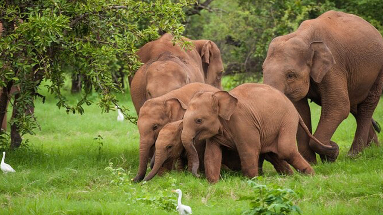 Safari národního parku Udawalawe z Ahangamy