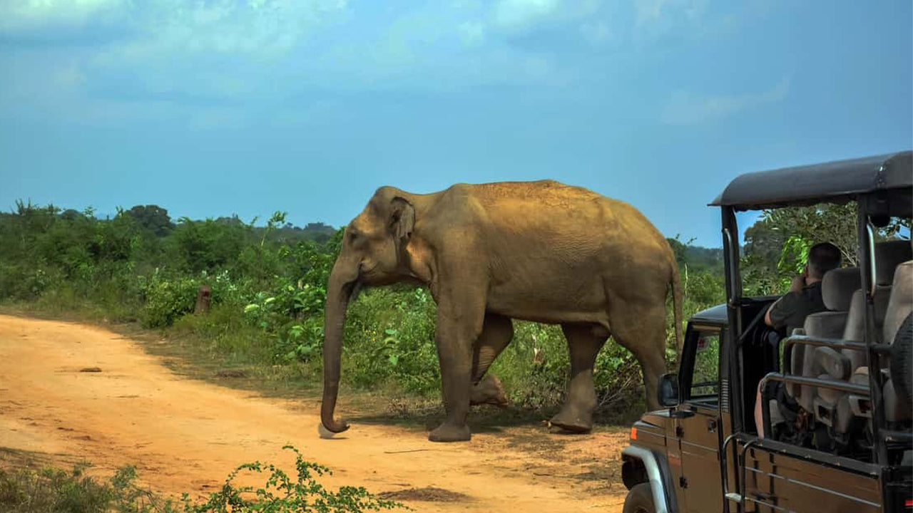 Safari národního parku Udawalawe z Ahangamy