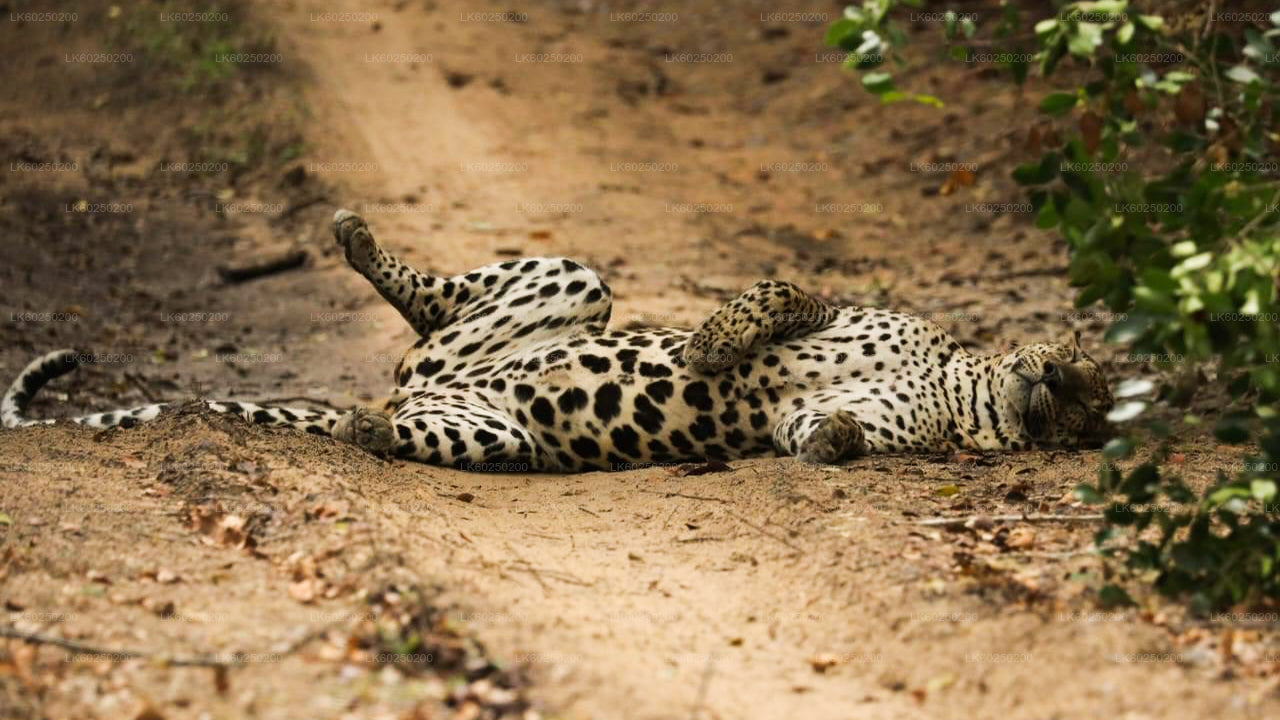 Safari národního parku Yala z Unawatuny