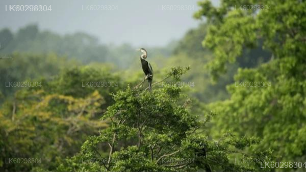 Adisham Bungalow & Thangamale Bird Sanctuary from Haputale