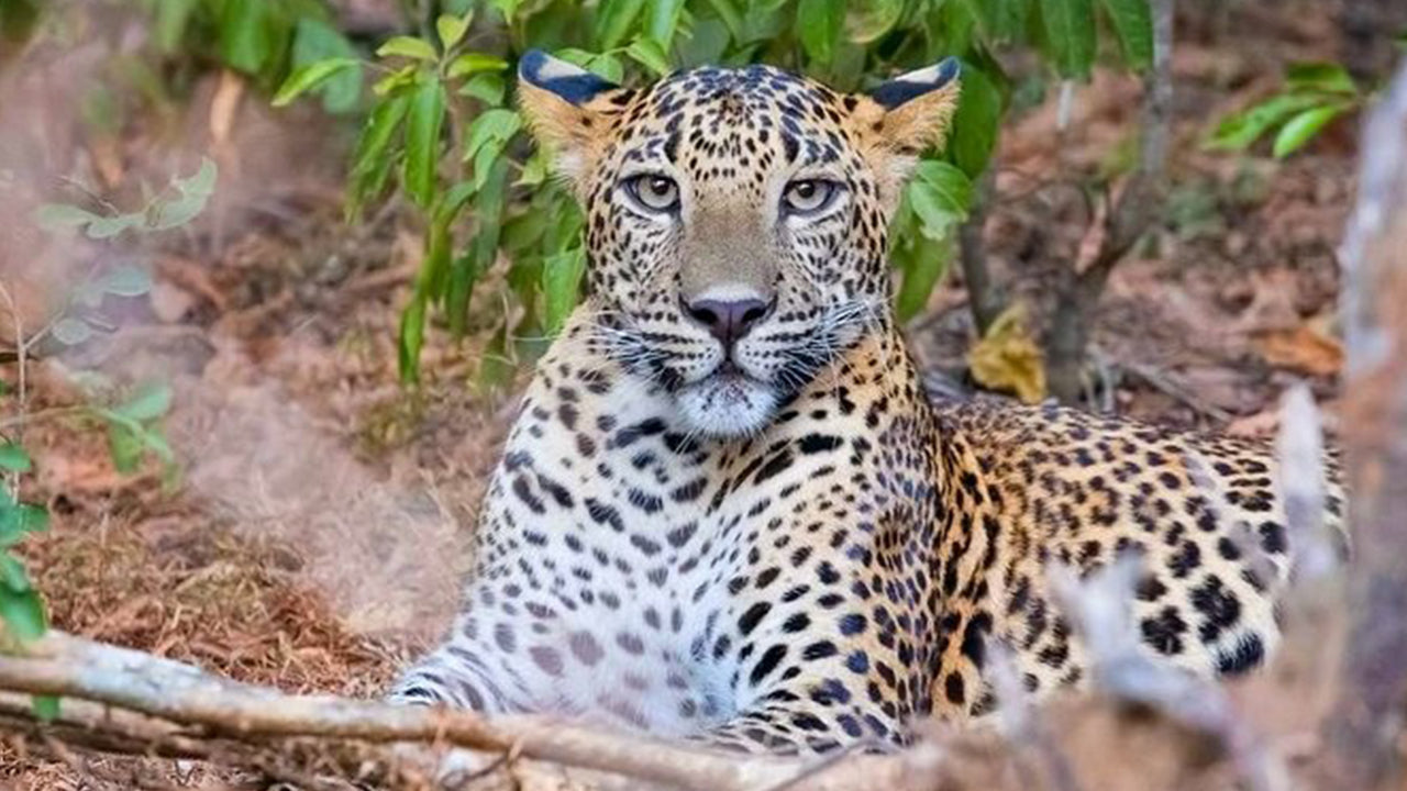 Safari národního parku Yala z Weligama