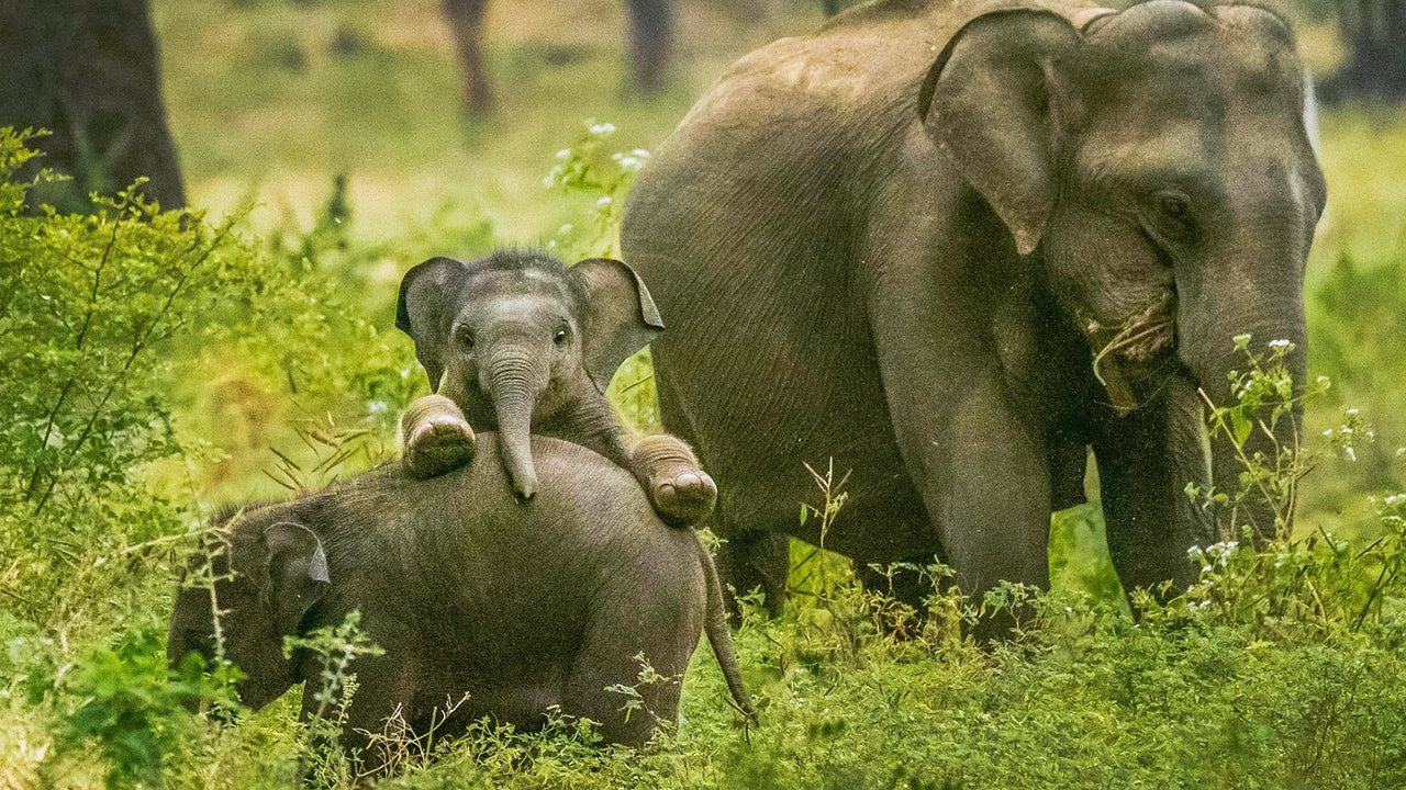 Safari národního parku Yala z Weligama